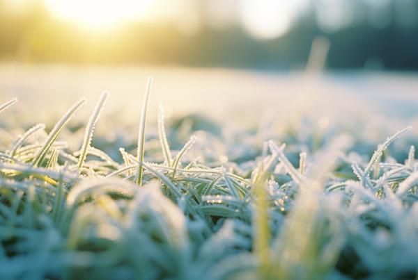 green lawn in winter frost